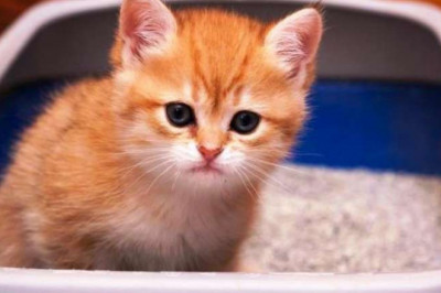  Мордочкой в лужу: почему нельзя котенка так приучать к туалету?