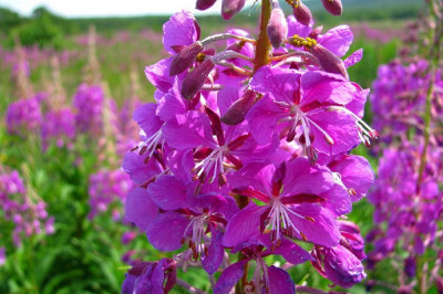 Иван-чай – почему   так называется это растение?  