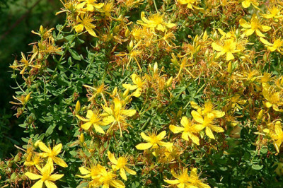 Почему зверобой так называется?