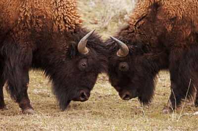 10 интересных фактов о зубрах