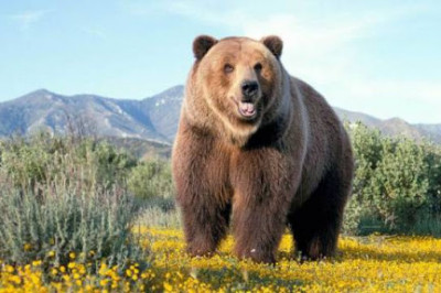 Кто такие  гризли?