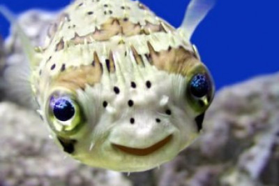 Чем уникально зрение  обитателей водных глубин?