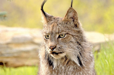 Рыси как удивительные представители кошачьих