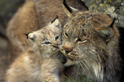 Интересные факты о рысях