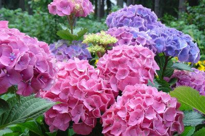 5 интересных фактов о гортензии