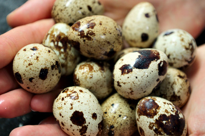 Чем полезны перепелиные яйца?