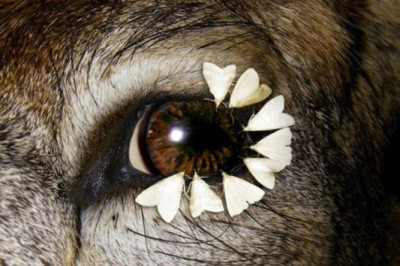 Правда ли, что бабочки могут питаться слезами?!