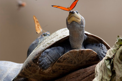 Зачем бабочки сидят на голове  черепах Амазонии?