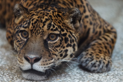 9 интересных фактов о ягуарах