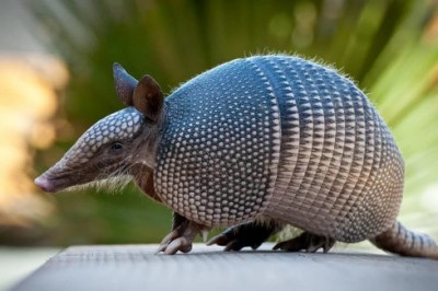 12 примечательных фактов о броненосцах 