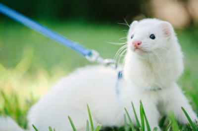 Можно ли дрессировать хорька?