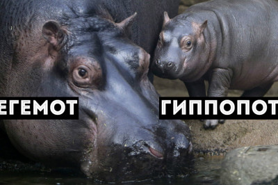 Бегемот и гиппопотам- это одно и то же?