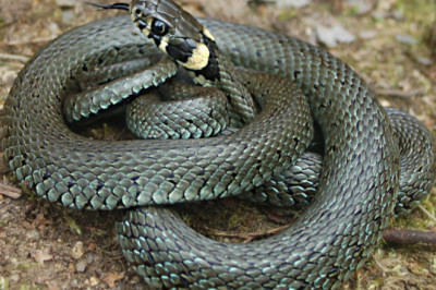 Так ли опасны ужи, как кажется?