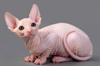 Сфинксы как необычные домашние питомцы