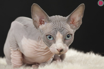 5 любопытных фактов о сфинксе