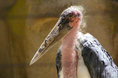 Кто такие африканские марабу?