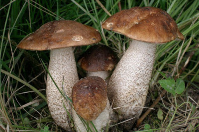 Как отличить 