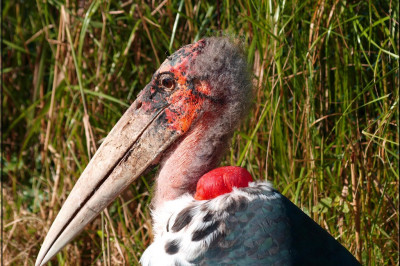 11  необычных фактов об африканских марабу