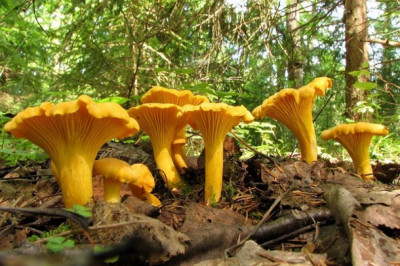 Как отличить настоящие лисички от ложных?