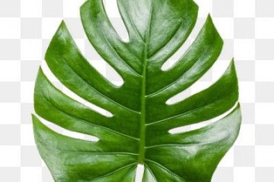 Странные мифы о растении под название  