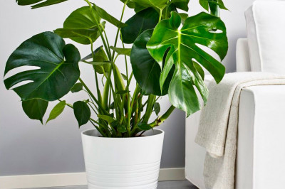 Монстера как удивительное, но противоречие растение