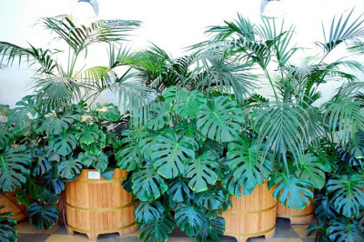 Почему следует завести монстеру у себя в доме?