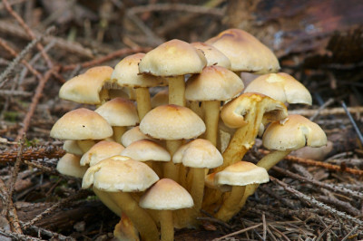 Как отличить настоящие опята от ложных?