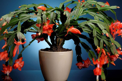 Интересные факты о цветке декабристе