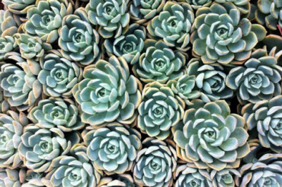 Чем уникальны такие растения как суккуленты?