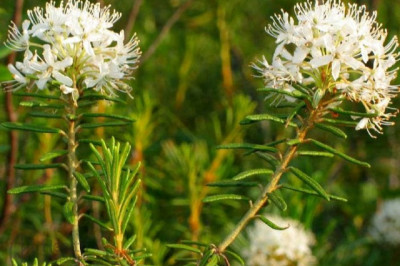 Что такое багульник и в чем его особенность?