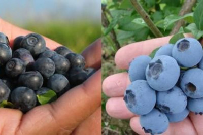 Чем отличается голубика от черники?