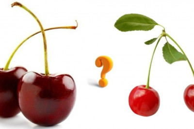 Черешня и вишня: в чем разница?