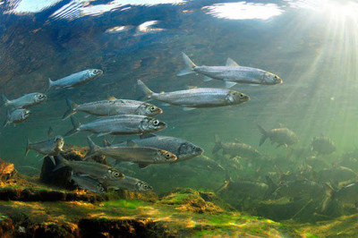 Интересные факты о байкальском омуле