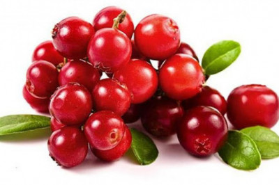 Клюква и брусника- в чем разница?