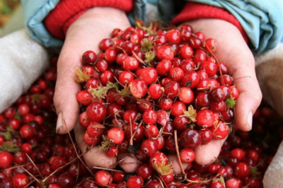 Почему клюква так называется?