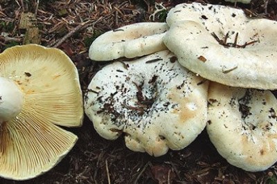 Груздь настоящий и груздь-скрипун- в чем разница?