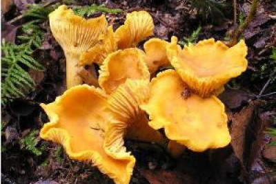 Рыжики и лисички- это одно и то же?