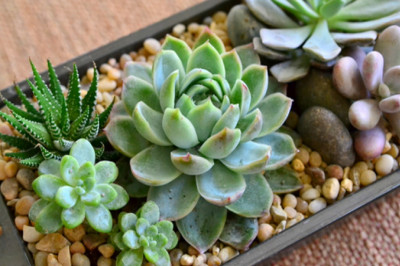 Удивительные факты о суккулентах