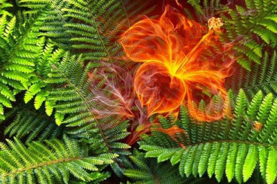 Правда ли, что папоротник обладает магическими свойствами?