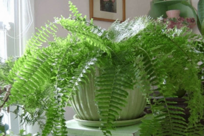 По каким причинам можно выращивать папоротник  у себя дома?