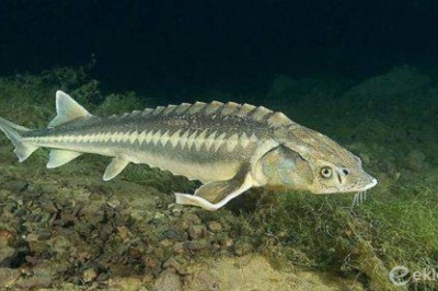 Осетр и стерлядь-  это  одна и та же рыба?