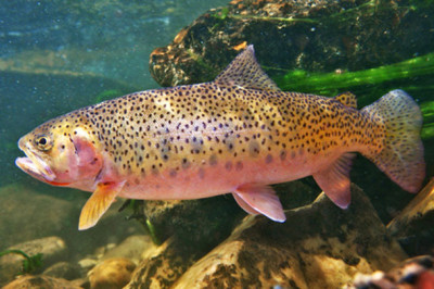 Форель и лосось: в чем отличия и сходства?