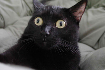 Почему кошки иногда могут напряженно разглядывать пустоту?