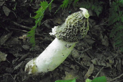 Почему гриб веселка так называется?