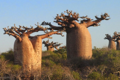 Баобаб как уникальное дерево в мире