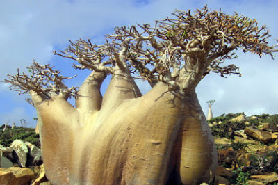 Любопытные  факты о баобабах