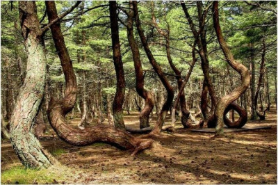 Танцующий лес как таинственное место Калининградской области