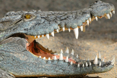 Сколько у крокодила зубов?