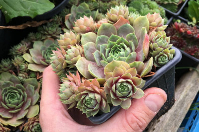 Уход за молодилом в домашних условиях