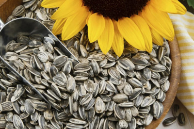 Чем полезны семечки для здоровья?